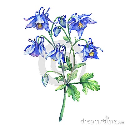 The branch flowering blue Aquilegia common names: granny`s bonnet or columbine. Cartoon Illustration