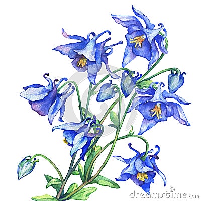 The branch flowering blue Aquilegia common names: granny`s bonnet or columbine. Cartoon Illustration