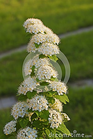 Branch of flowering spiraea - species `Spiraea gray` Stock Photo