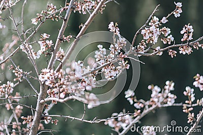 A branch of a flowering tree with white flowers. Stock Photo