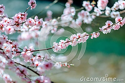 A branch of a flowering tree with white flowers. Stock Photo