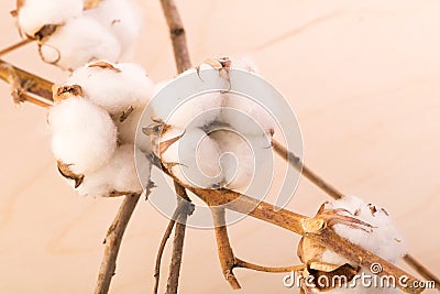 Branch with flowers of cotton background Stock Photo