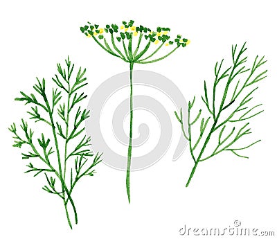 Branch and flowers of herbs, fennel and dill Cartoon Illustration