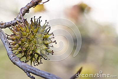 branch of a fragrant tree with round prickly fruits Liquidambar styraciflua selective focus, close-up, place for text Stock Photo