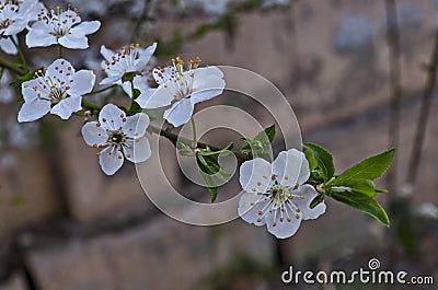 Branch with fresh bloom of plum-tree or Prunus domestica flower in park Stock Photo