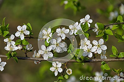 Branch with fresh bloom of wild plum-tree flower closeup in garden, Sofia Stock Photo