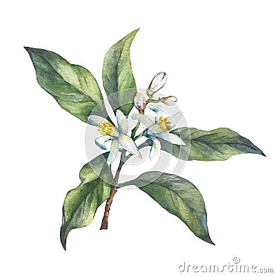 Branch of the fresh citrus fruit lemon with green leaves and flowers. Stock Photo