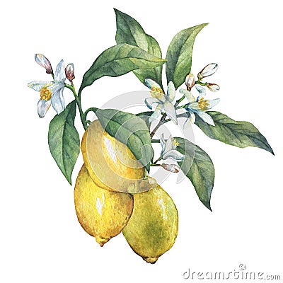 Branch of the fresh citrus fruit lemon with green leaves and flowers. Stock Photo