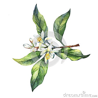 Branch of the fresh citrus fruit lemon with green leaves and flowers. Stock Photo