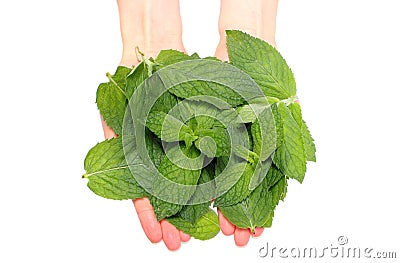 Branch of fresh green mint in hand Stock Photo