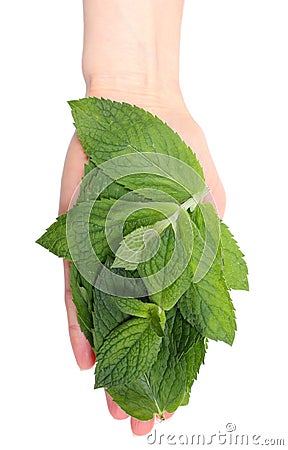 Branch of fresh green mint in hand Stock Photo