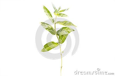 Branch of fresh healthy mint Stock Photo