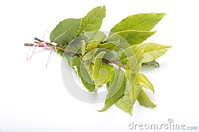 Branch of fresh Laurel leaves Stock Photo