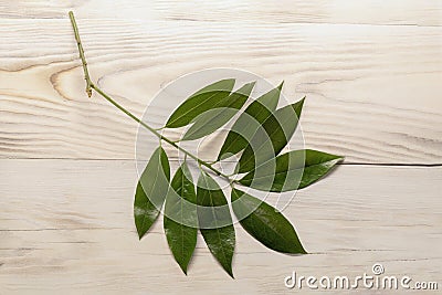 Branch of fresh laurel leaves on wood table Stock Photo