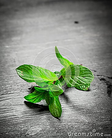 Branch of fresh mint. Stock Photo