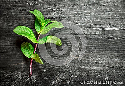 Branch of fresh mint. Stock Photo