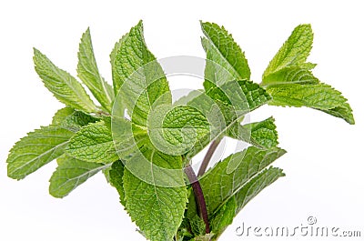 Branch of fresh mint Stock Photo