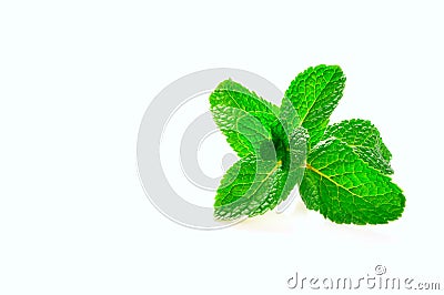 Branch of fresh mint on a white background Stock Photo