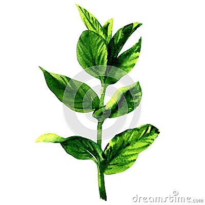 Branch of fresh raw green mint leaves, isolated, watercolor illustration on white Cartoon Illustration