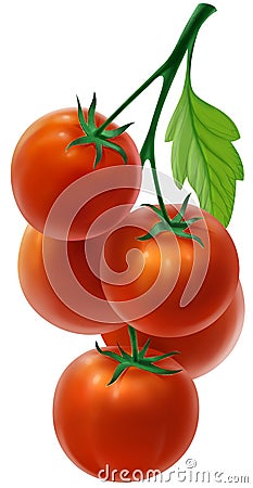 Branch with fresh tomatoes Stock Photo