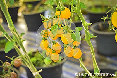 Branch of fresh yellow cherry tomatoes hanging on trees in organ Stock Photo