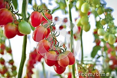 Branch of fresh yellow cherry tomatoes hanging on trees in organ Stock Photo