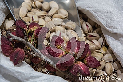 Branch with the fruit of pistachio and pistachios Stock Photo