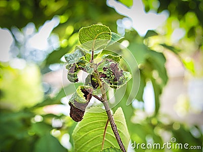 Branch of fruit tree with wrinkled leaves affected by black aphid. Cherry aphids, black fly on cherry tree Stock Photo