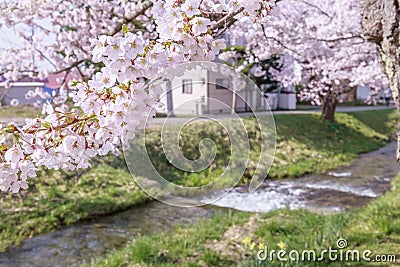 Branch of full blooming cherry blossom over river. Stock Photo