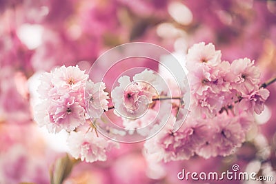 Branch full of pink faded flowers in summer blossom time on pink Stock Photo