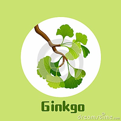 Branch of ginkgo biloba with leaves Ginkgo cosmetic and medical plant Vector Illustration