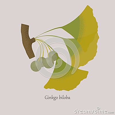 Branch of ginkgo biloba with leaves and seeds. Vector Illustration
