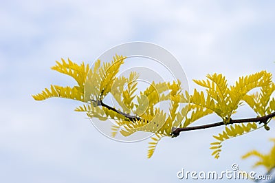 Branch of gleditsia triacanthos sunburst Stock Photo