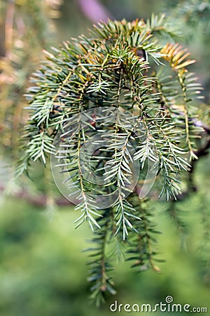 Branch of a Golden Irish Yew (lat. Taxus baccata 