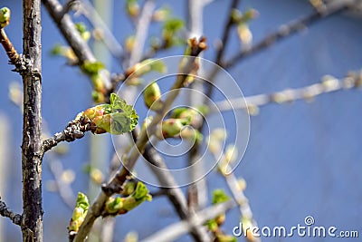 Branch of gooseberry with swollen and blooming buds. Early spring. Beginning of juice movement. Preparing buds for budding. Stock Photo