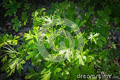 A branch of green Anatolian sweetgum Liquidambar orientalis leaves. Selective focus on the leaves. Stock Photo