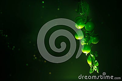 branch with green cherry plum (Alycha) close up on a dark background with smoke effect. Spring time Stock Photo