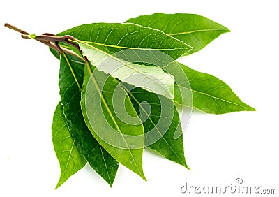 Branch green laurel leaf Stock Photo