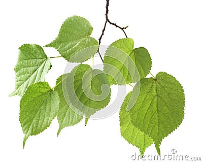 Branch green leaf Stock Photo