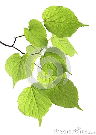 Branch green leaf Stock Photo