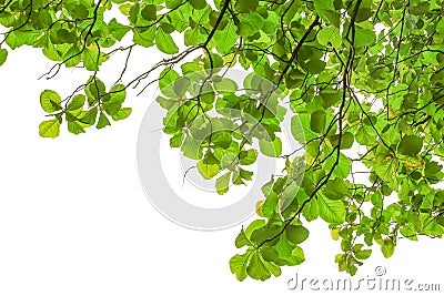 Branch of green leaf isolated on white background Stock Photo