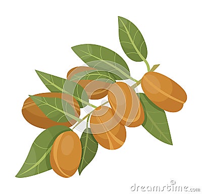 Branch with Brown Nuts Isolated, Argania Tree Vector Illustration