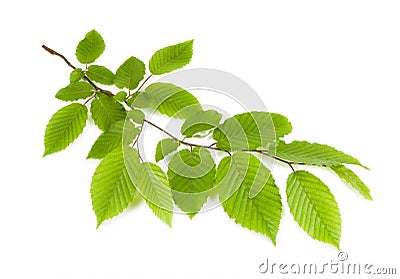 Branch with green leaves isolated on a white background Stock Photo