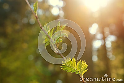 Branch with green leaves in the spring against the backdrop of a forest Stock Photo