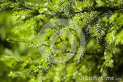 Branch of green spruce is used as a background decoration elem Stock Photo