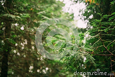 Branch Of Green Thuja Coniferous Tree In Greenwood Forest. Thuja Stock Photo