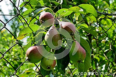 Branch with a group of pears close up Stock Photo