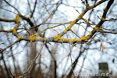 Branch of a growing tree with buds, without foliage, covered yellow moss. Stock Photo