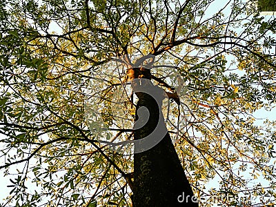 Branch growing Stock Photo