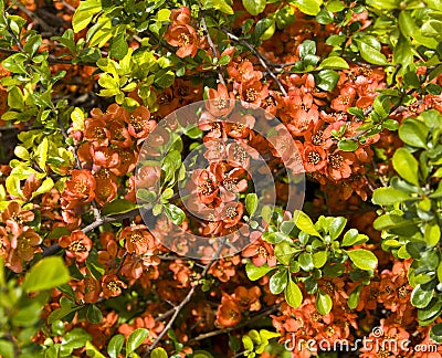 Branch of guince tree Stock Photo